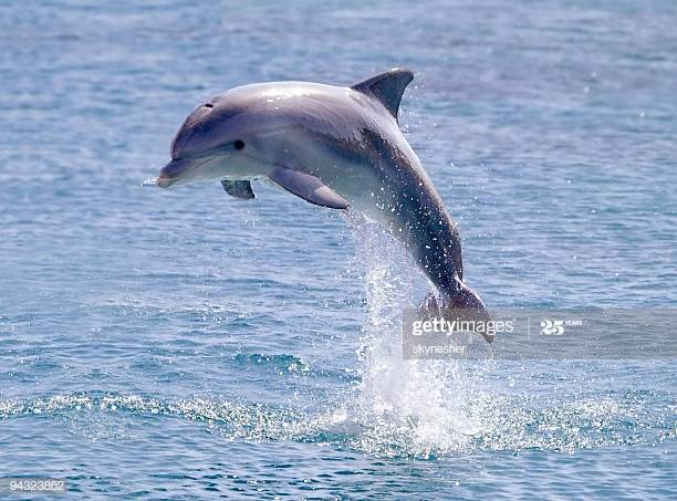 Nayatt Dolphins